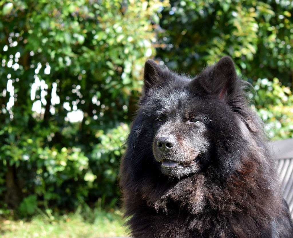 Les Eurasier de l'affixe De Leyristone