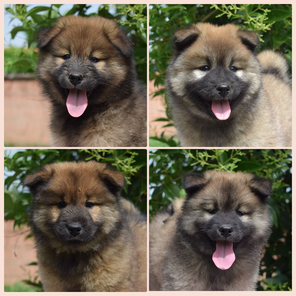 chiot Eurasier De Leyristone