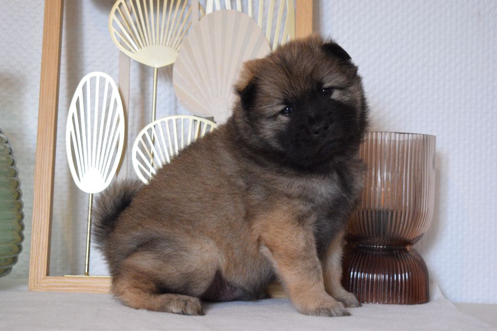 De Leyristone - Chiot disponible  - Eurasier