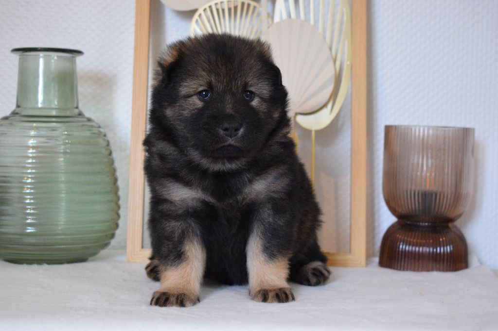 De Leyristone - Chiot disponible  - Eurasier