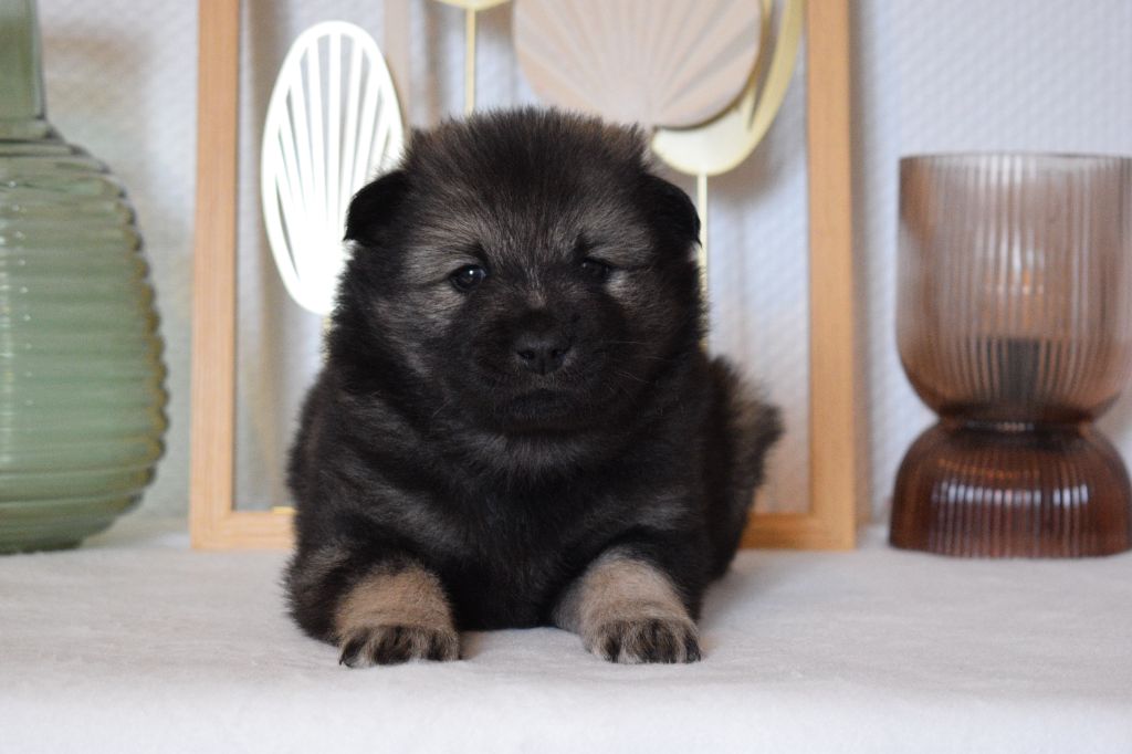 De Leyristone - Chiot disponible  - Eurasier