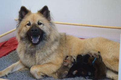 De Leyristone - Eurasier - Portée née le 18/10/2024