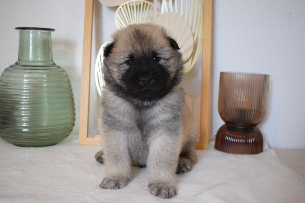 De Leyristone - Chiot disponible  - Eurasier