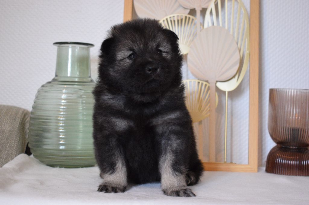 De Leyristone - Chiot disponible  - Eurasier