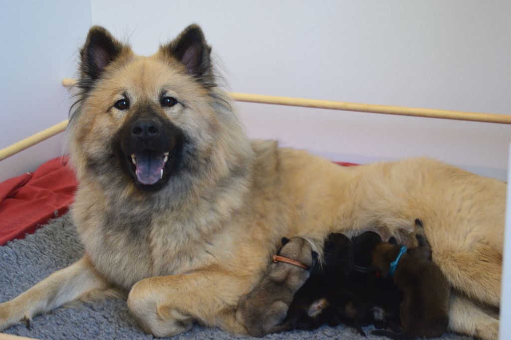 chiot Eurasier De Leyristone