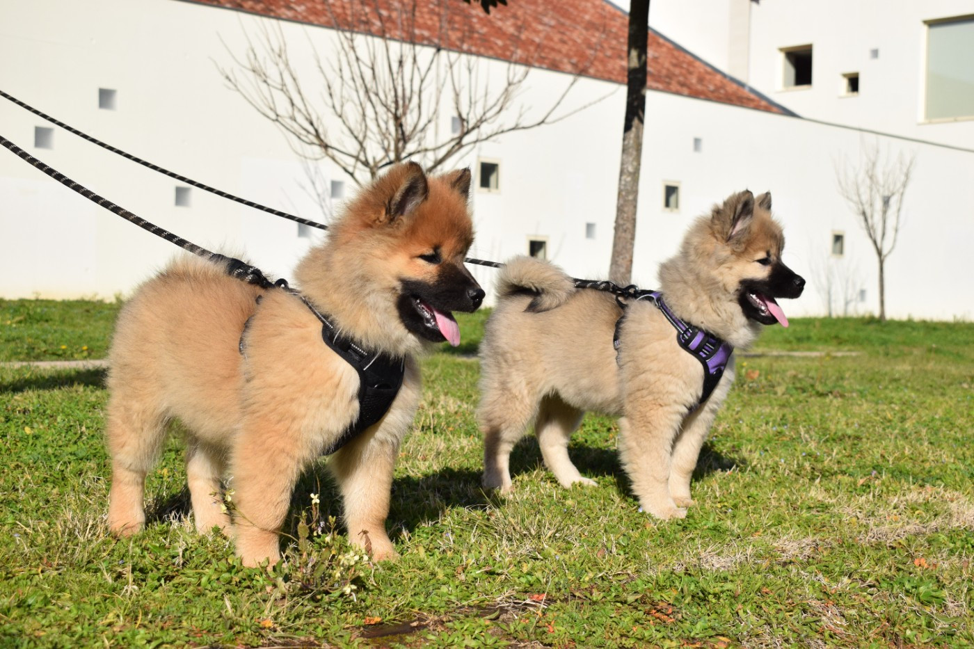 Deux petits trésors sont encore disponibles