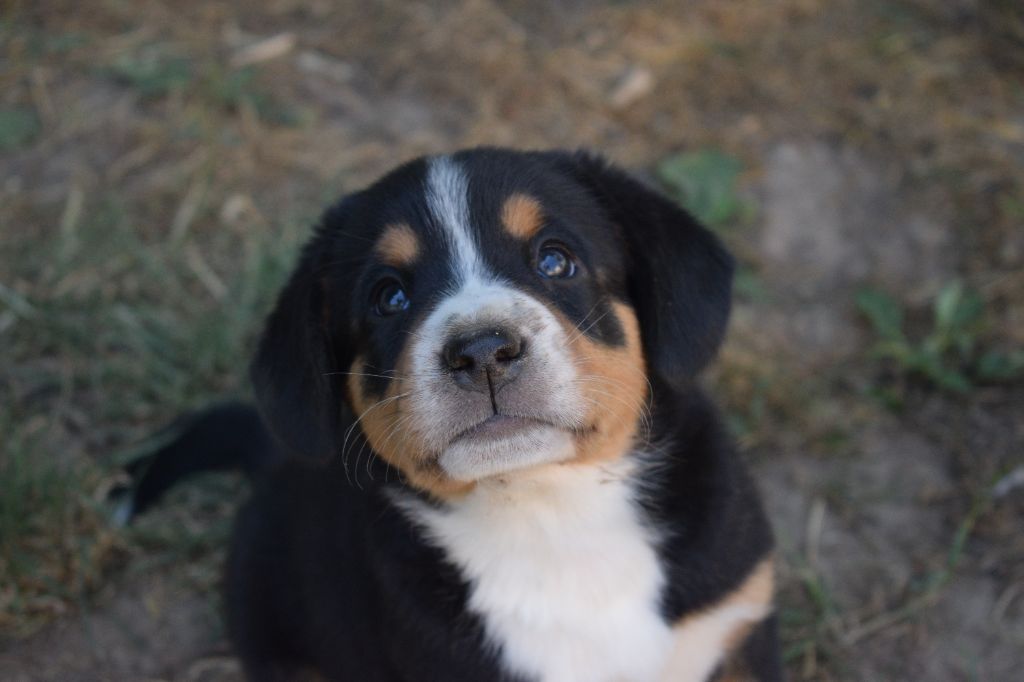 De Leyristone - Chiots disponibles - Bouvier de l'Entlebuch