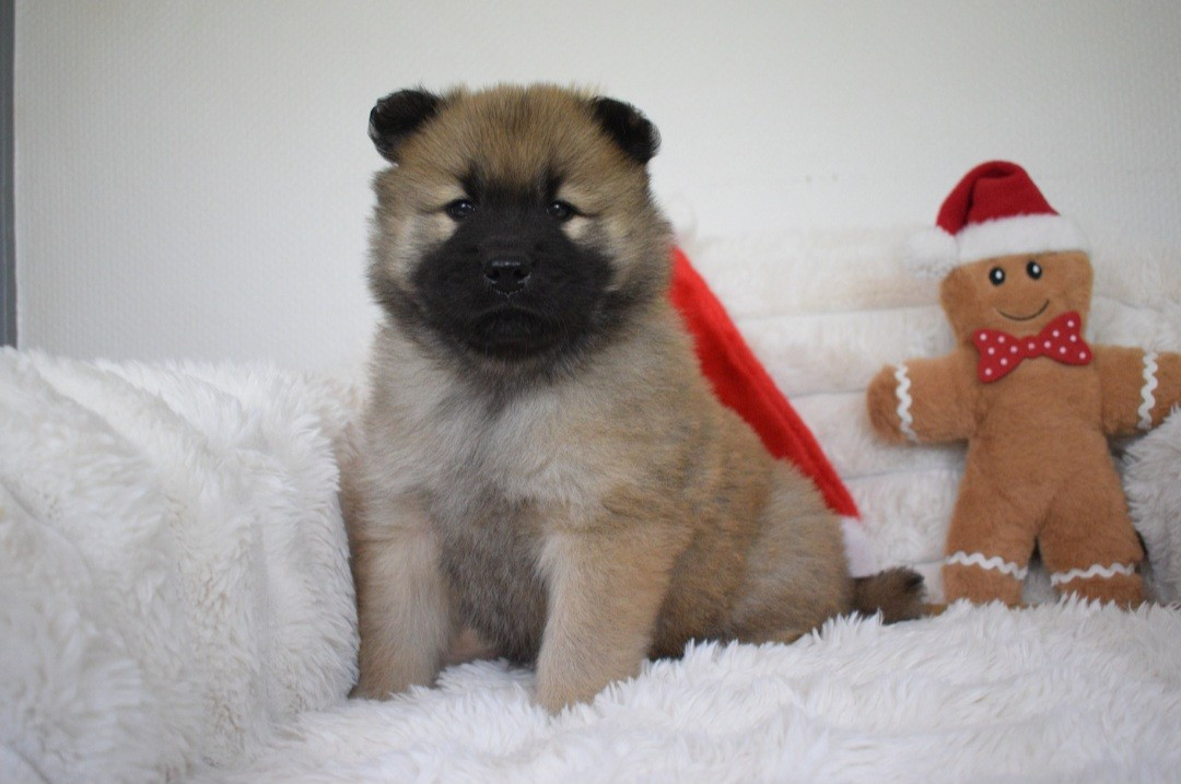 De Leyristone - Chiots disponibles - Eurasier