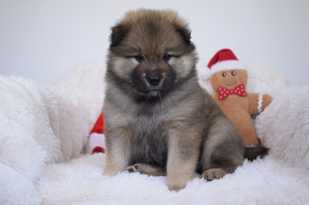 De Leyristone - Chiots disponibles - Eurasier