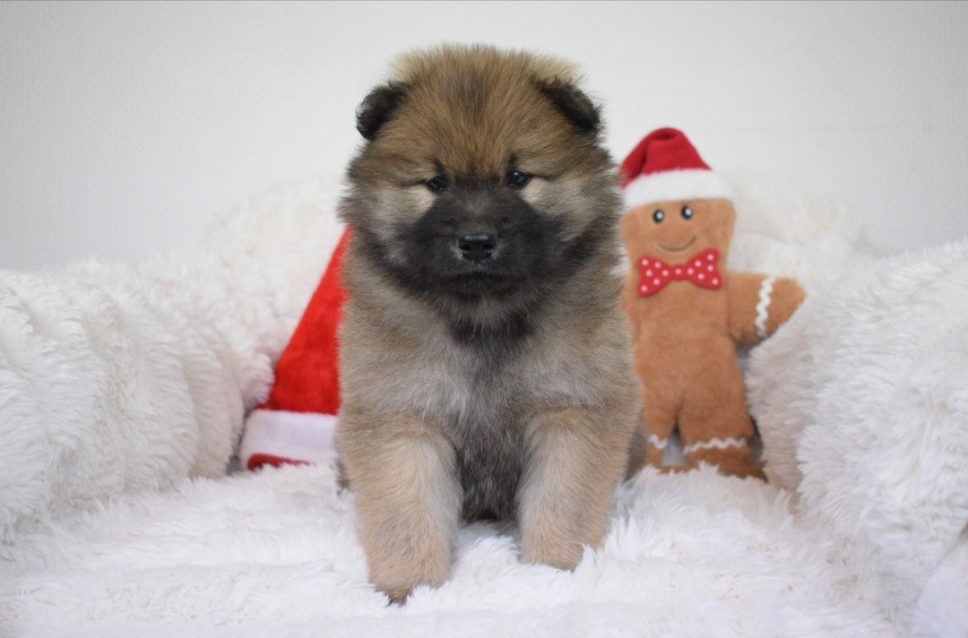 De Leyristone - Chiots disponibles - Eurasier