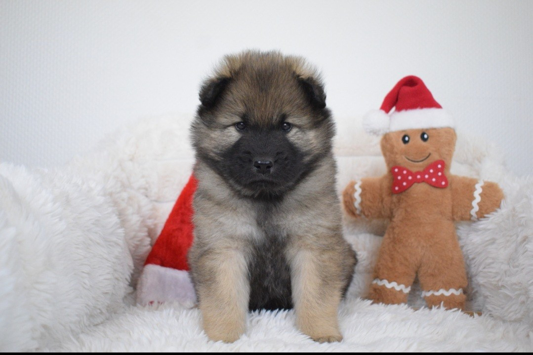 De Leyristone - Chiots disponibles - Eurasier