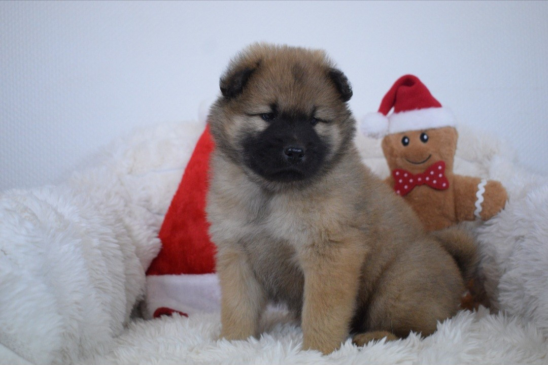 De Leyristone - Chiots disponibles - Eurasier