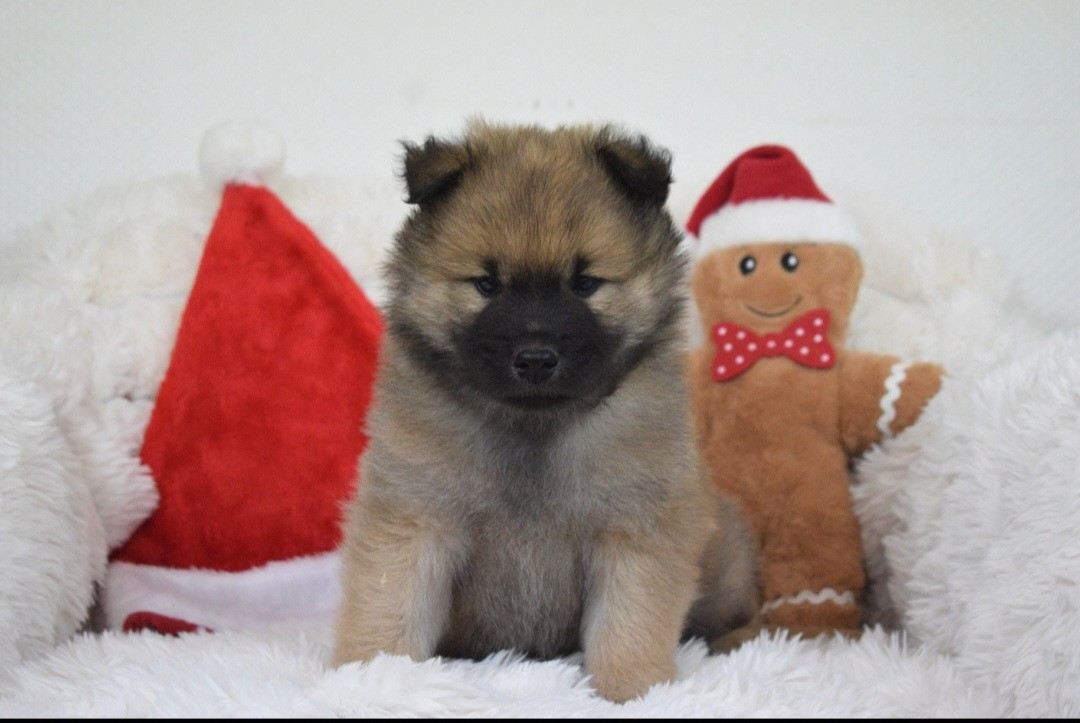 De Leyristone - Chiots disponibles - Eurasier