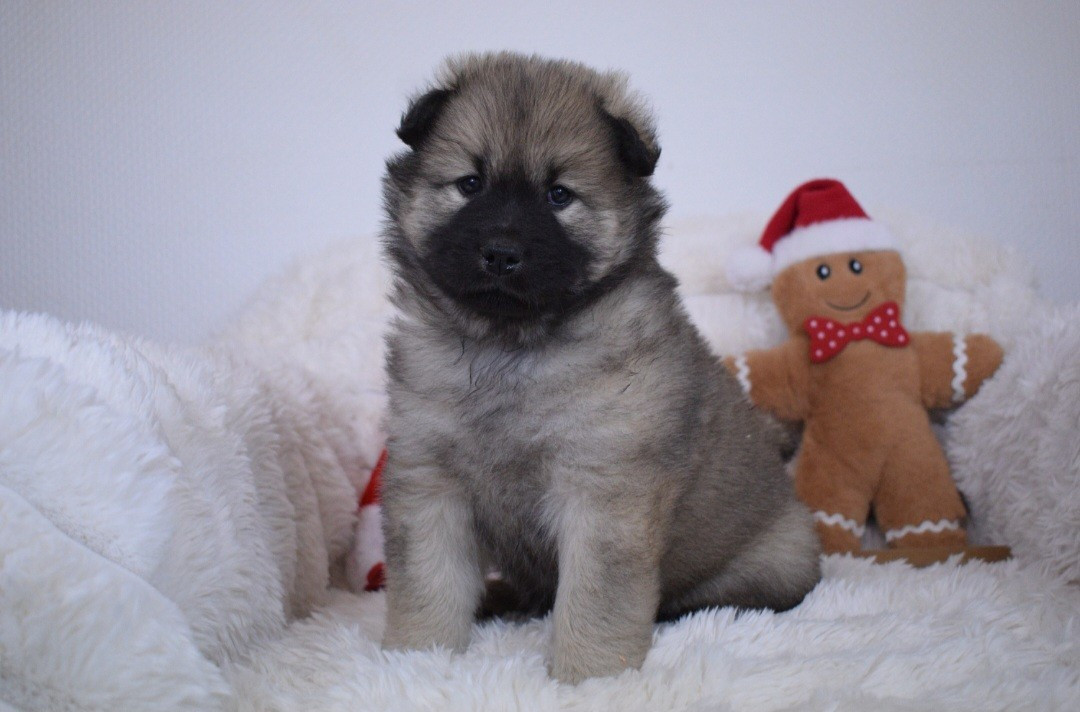 De Leyristone - Chiots disponibles - Eurasier