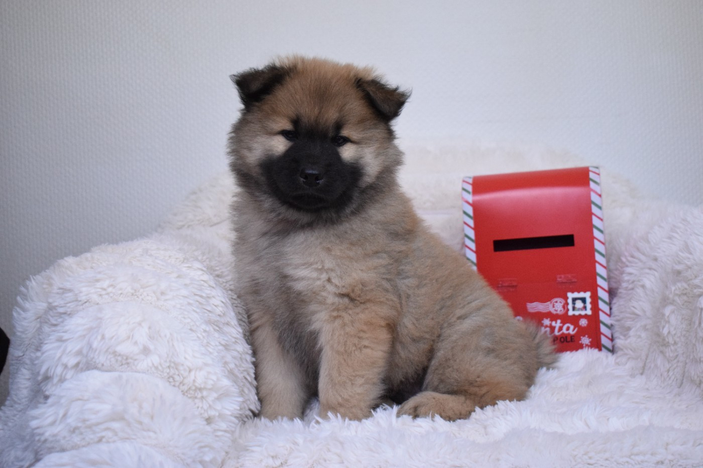 De Leyristone - Chiots disponibles - Eurasier