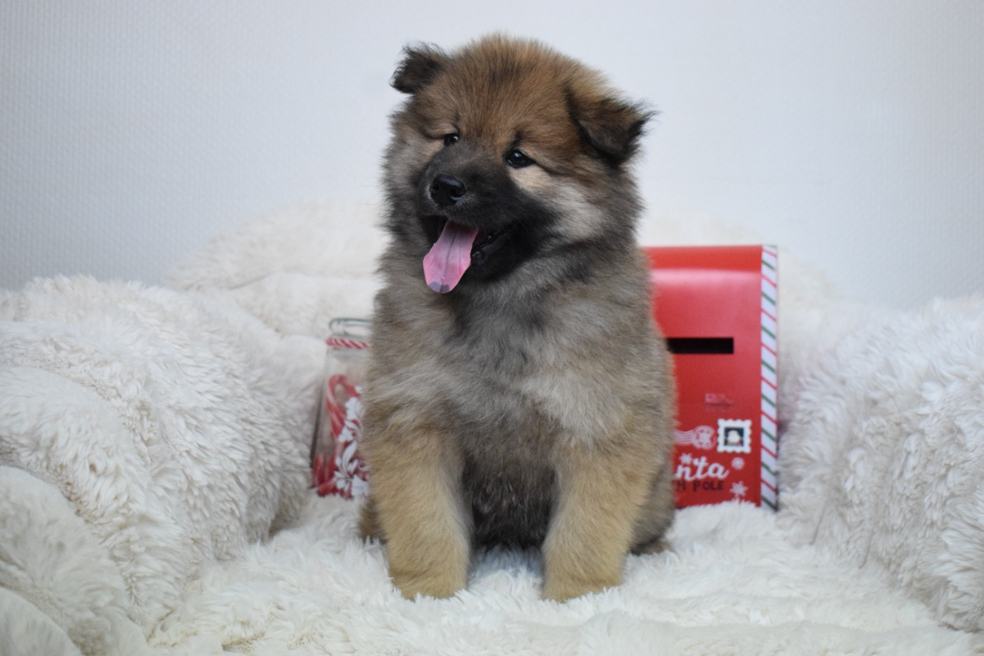 De Leyristone - Chiots disponibles - Eurasier