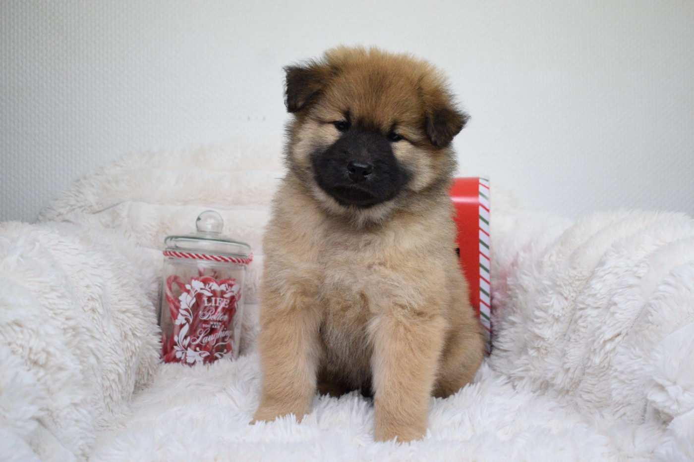 De Leyristone - Chiots disponibles - Eurasier