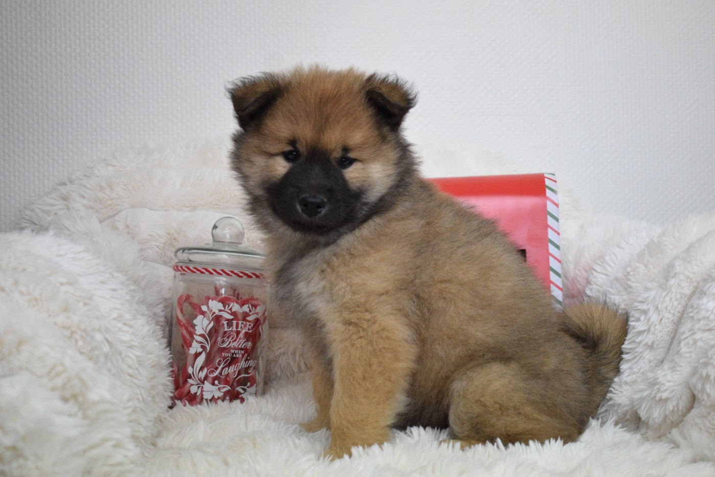 De Leyristone - Chiots disponibles - Eurasier