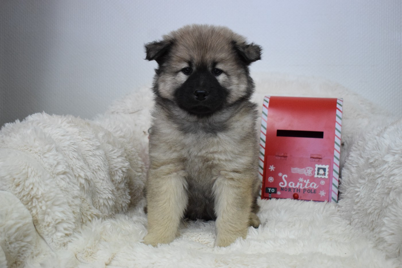 De Leyristone - Chiots disponibles - Eurasier