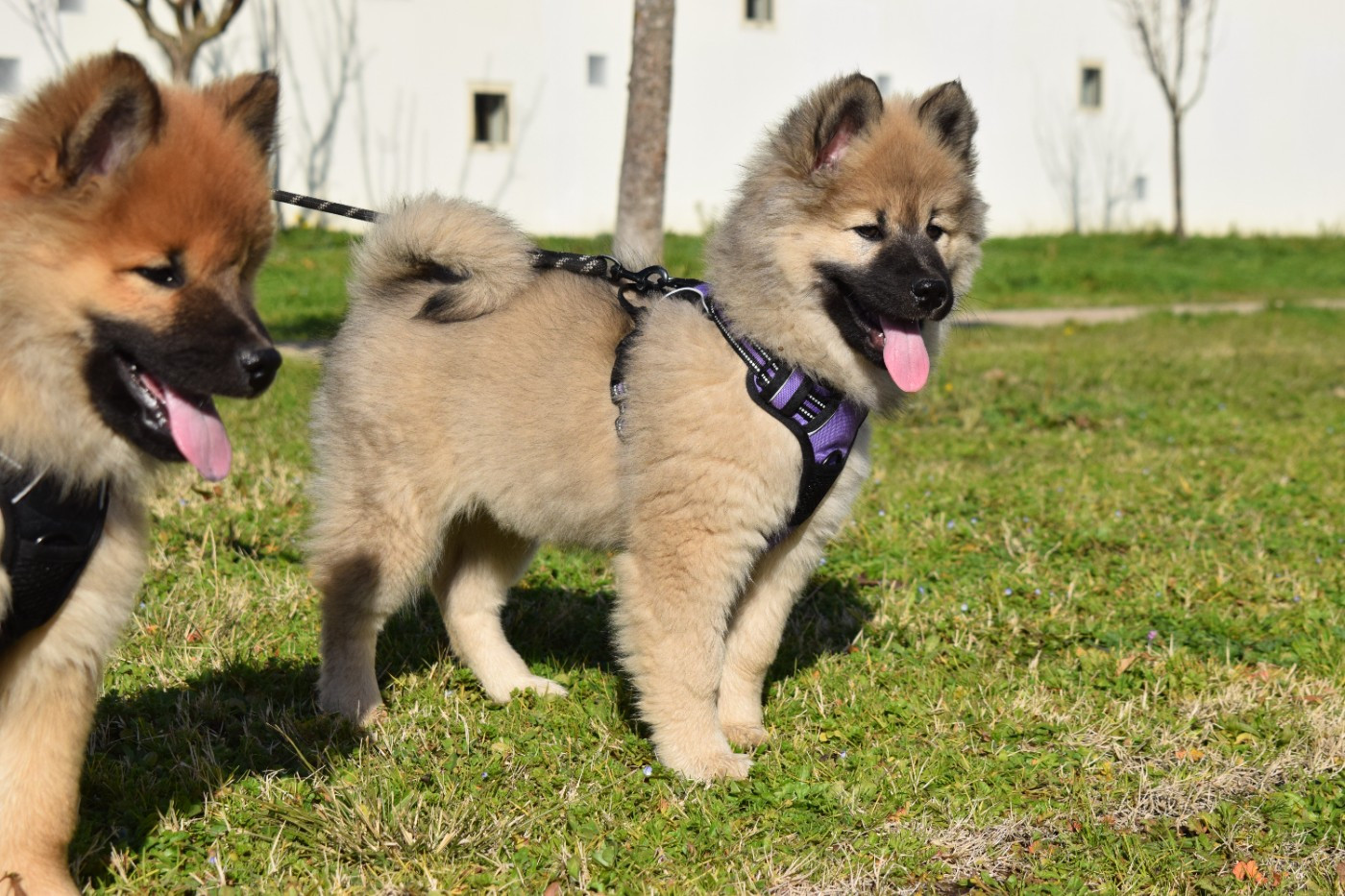 De Leyristone - Chiots disponibles - Eurasier