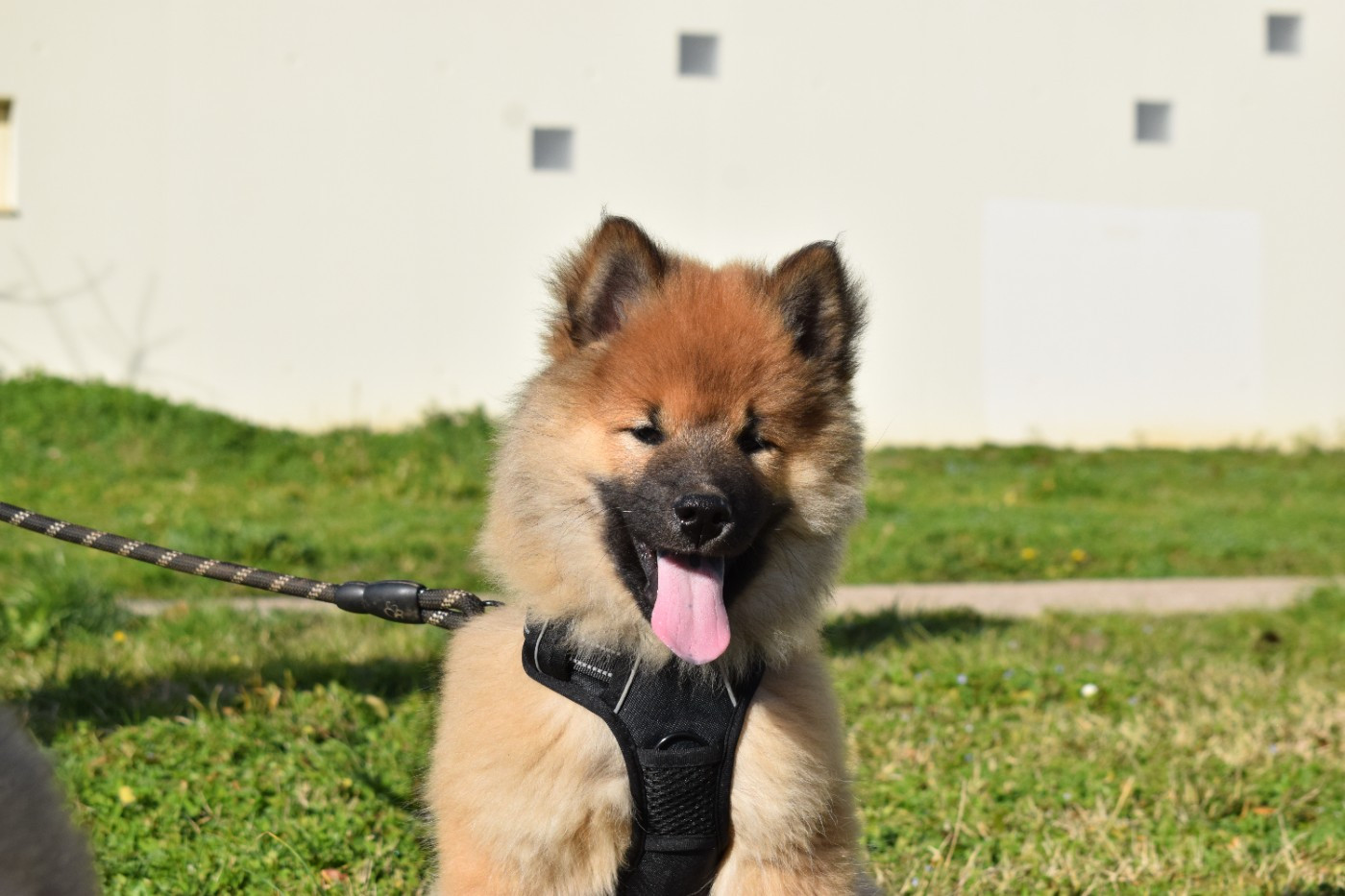De Leyristone - Chiots disponibles - Eurasier