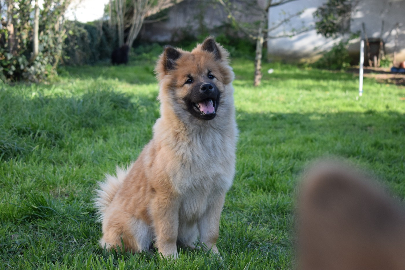 De Leyristone - Chiots disponibles - Eurasier