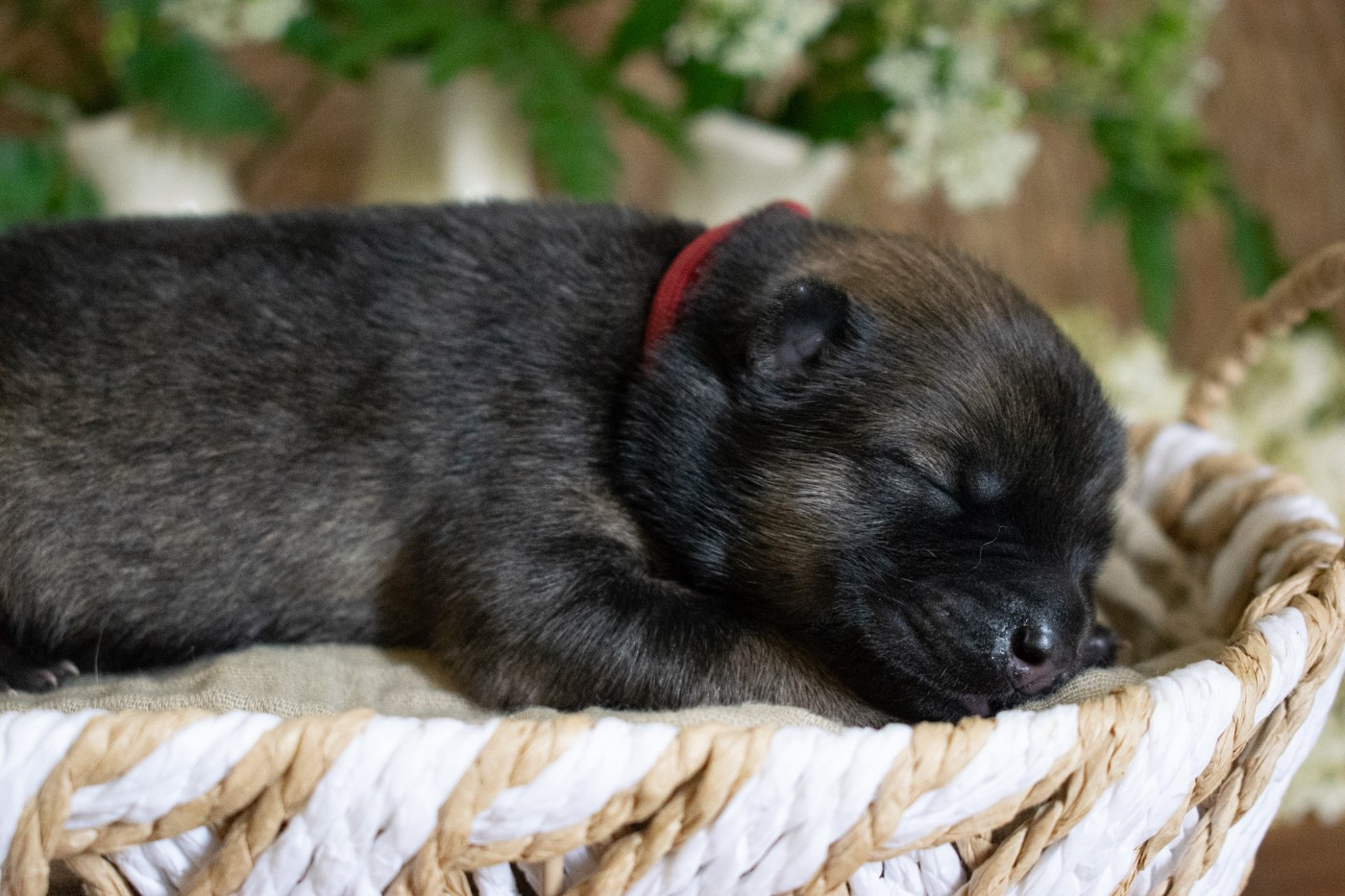 De Leyristone - Chiots disponibles - Eurasier
