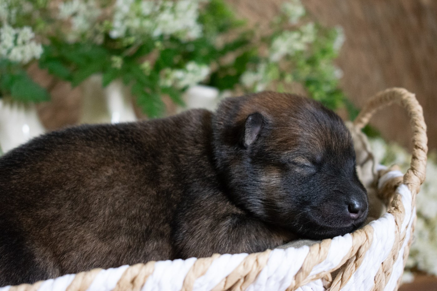 De Leyristone - Chiots disponibles - Eurasier