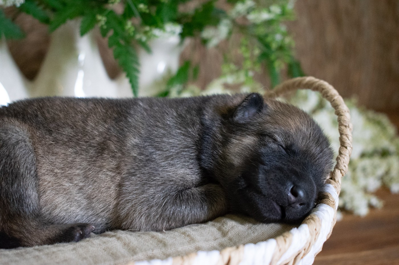 De Leyristone - Chiots disponibles - Eurasier