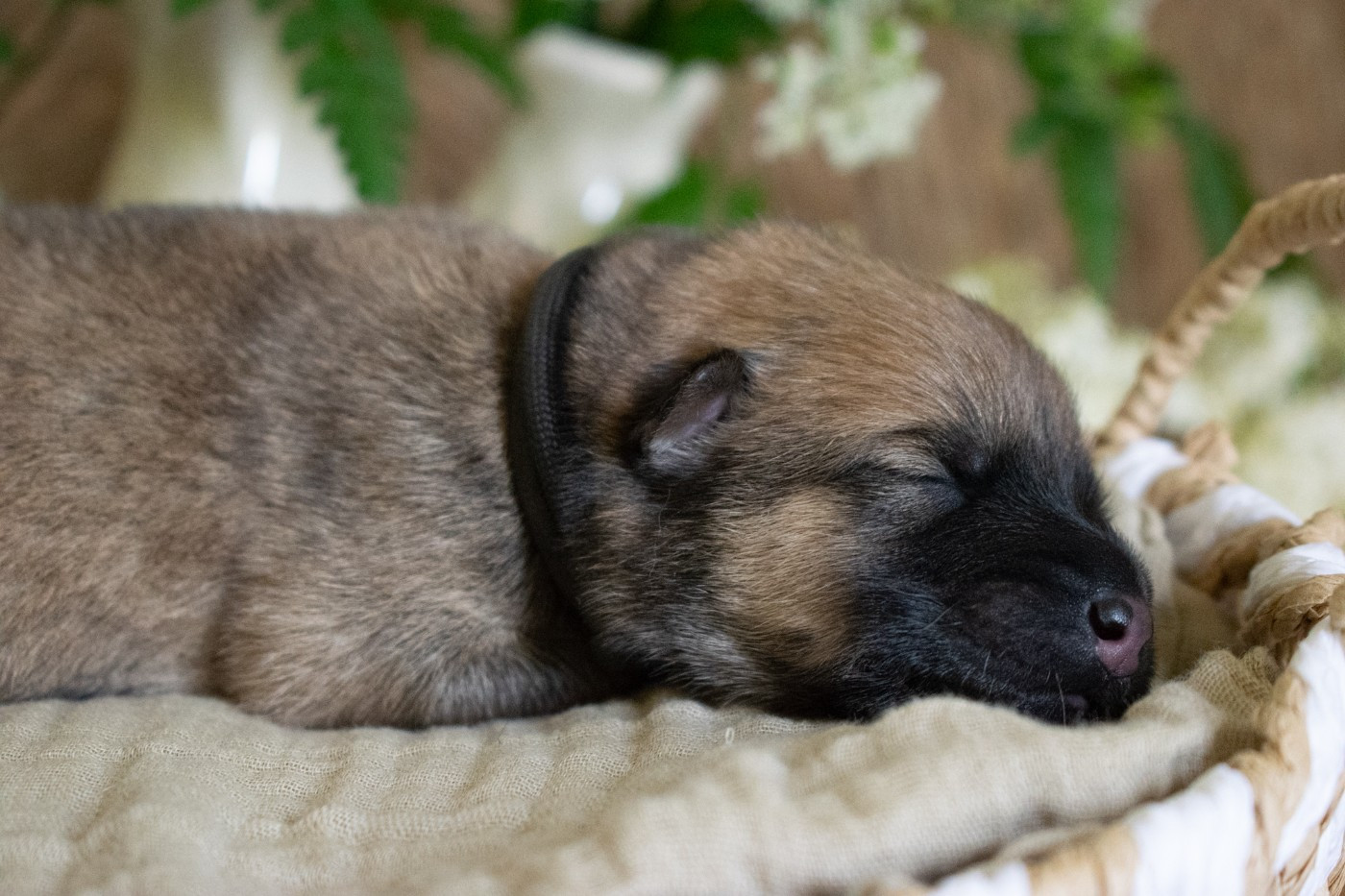 De Leyristone - Chiots disponibles - Eurasier