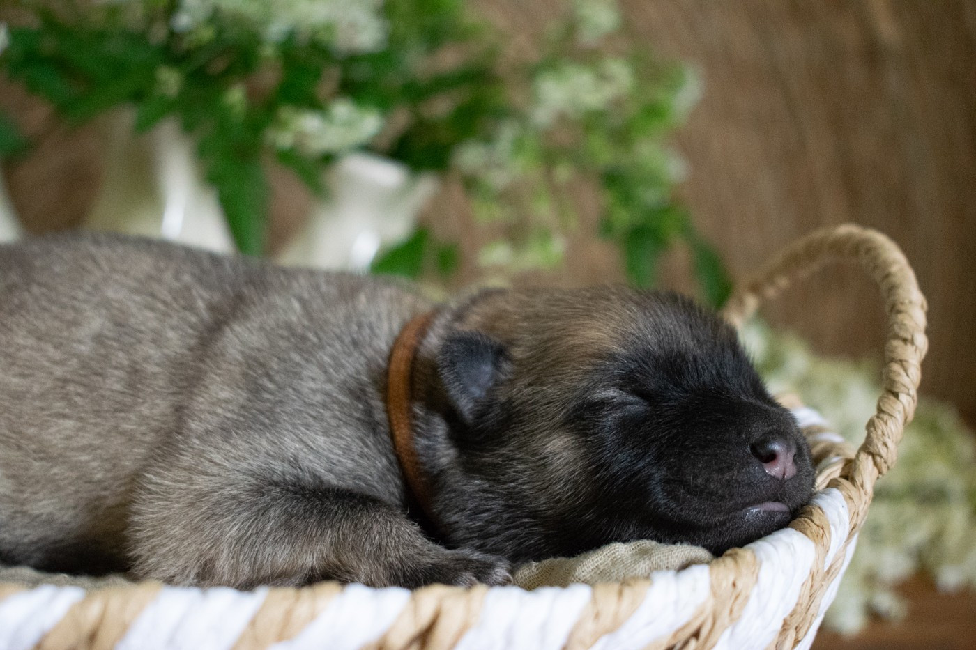 De Leyristone - Chiots disponibles - Eurasier