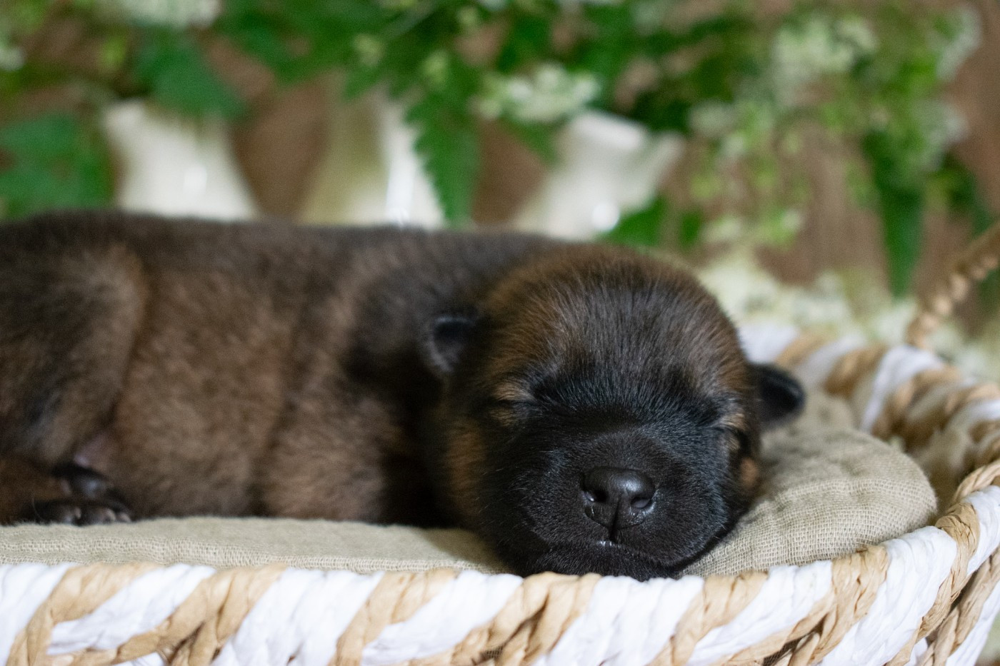 De Leyristone - Chiots disponibles - Eurasier