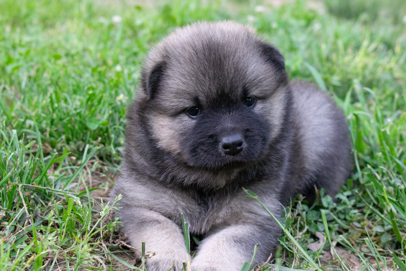 De Leyristone - Chiots disponibles - Eurasier