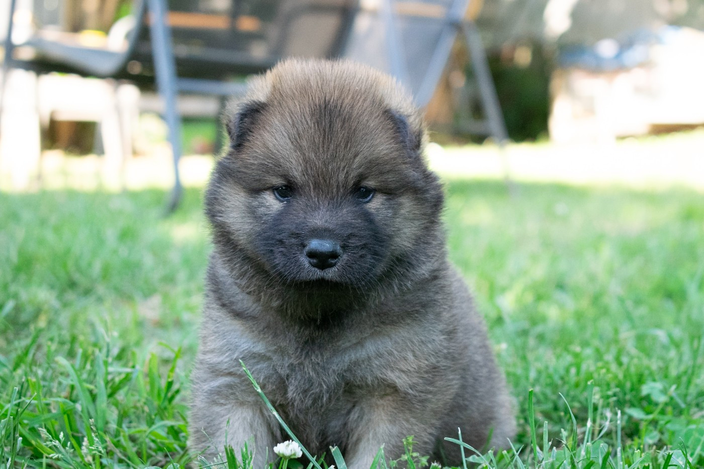 De Leyristone - Chiots disponibles - Eurasier