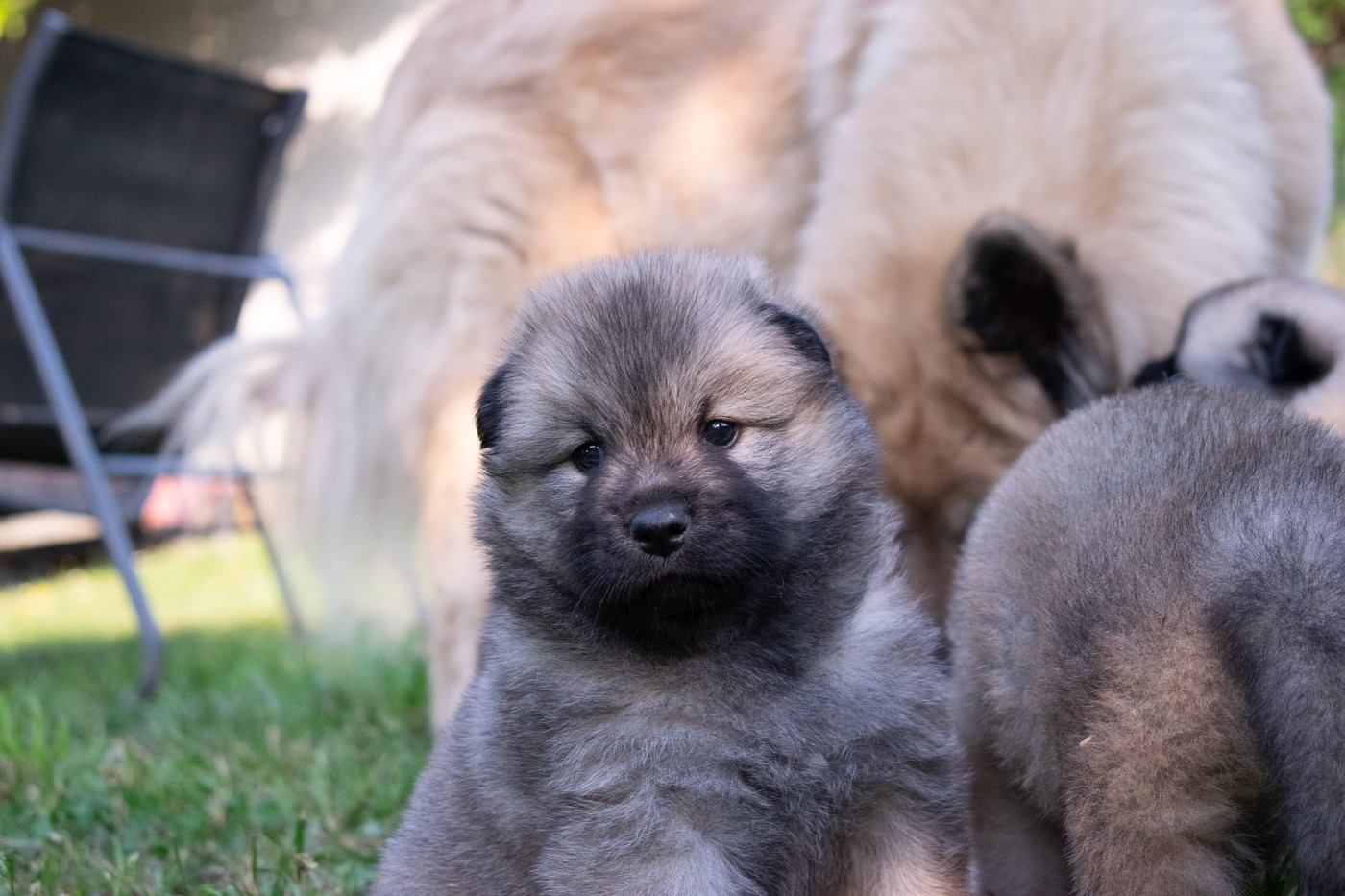 De Leyristone - Chiots disponibles - Eurasier
