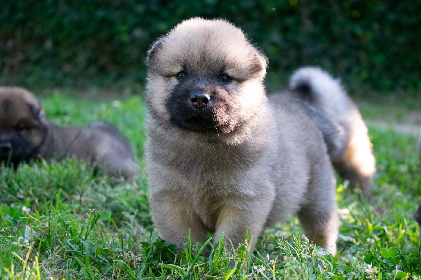 De Leyristone - Chiots disponibles - Eurasier