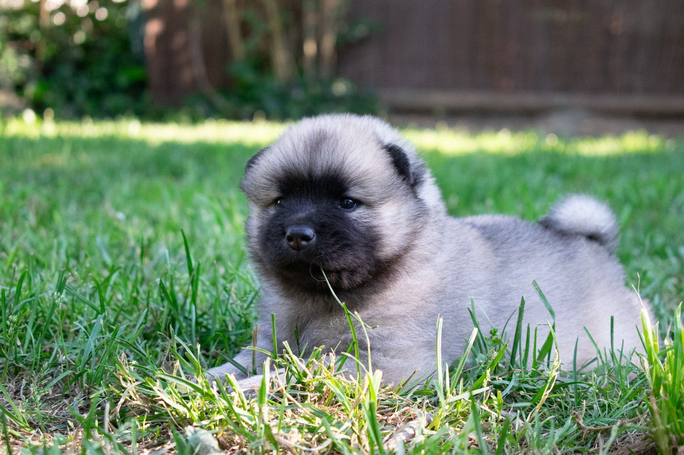 De Leyristone - Chiots disponibles - Eurasier