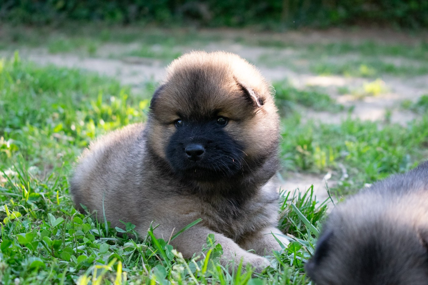 De Leyristone - Chiots disponibles - Eurasier