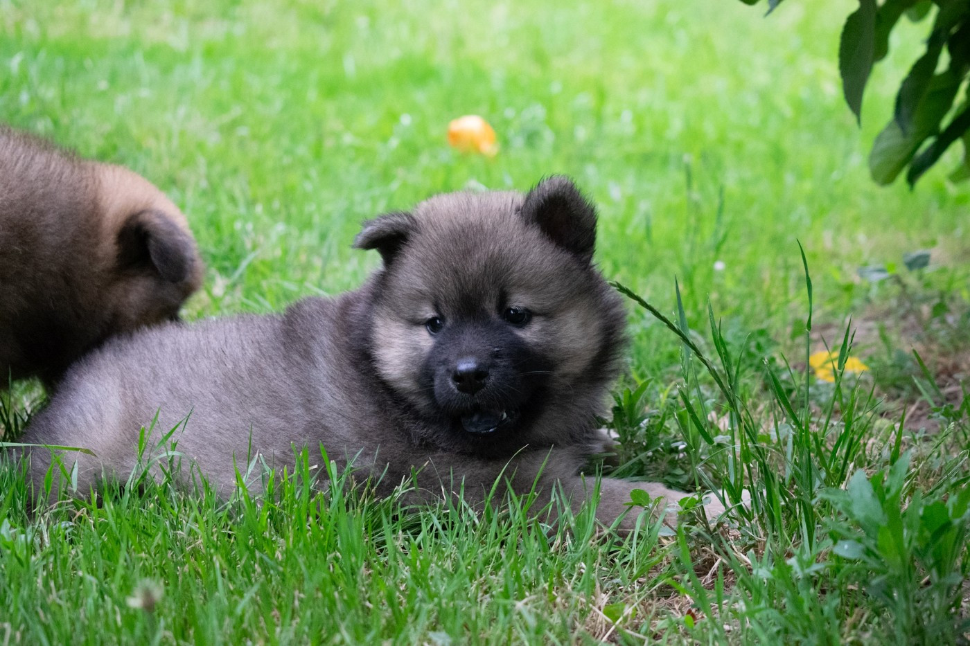 De Leyristone - Chiots disponibles - Eurasier