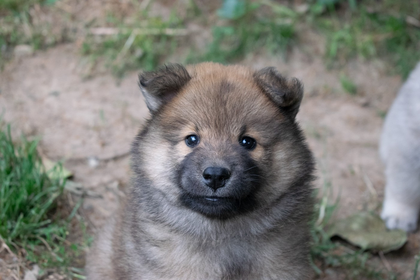 De Leyristone - Chiots disponibles - Eurasier
