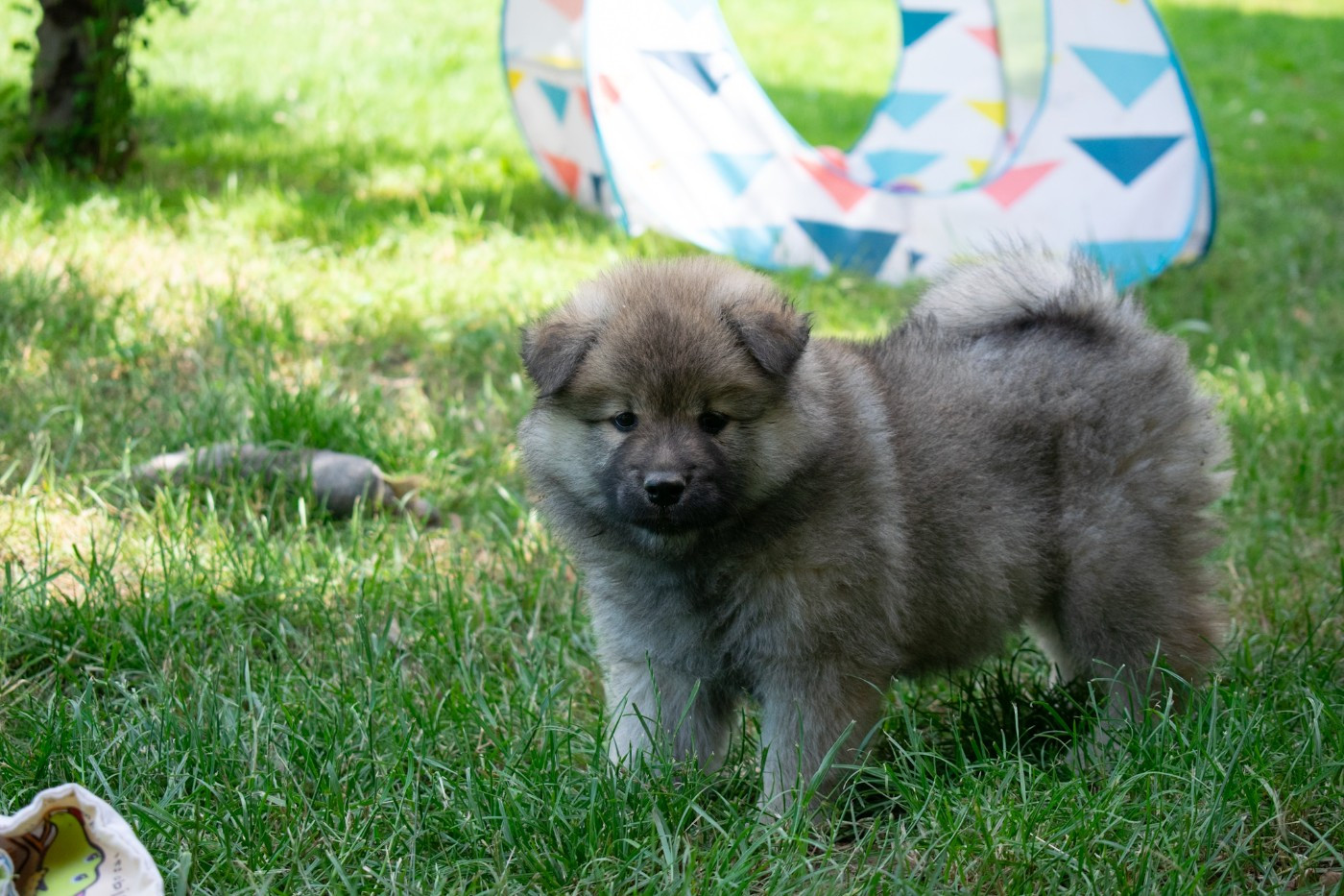 De Leyristone - Chiots disponibles - Eurasier