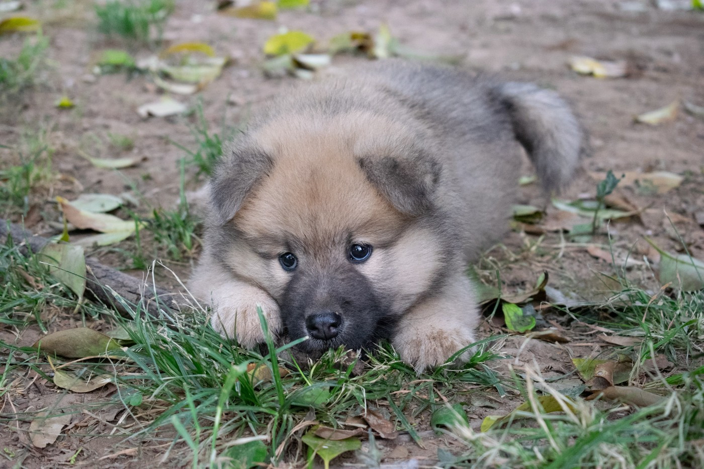De Leyristone - Chiots disponibles - Eurasier