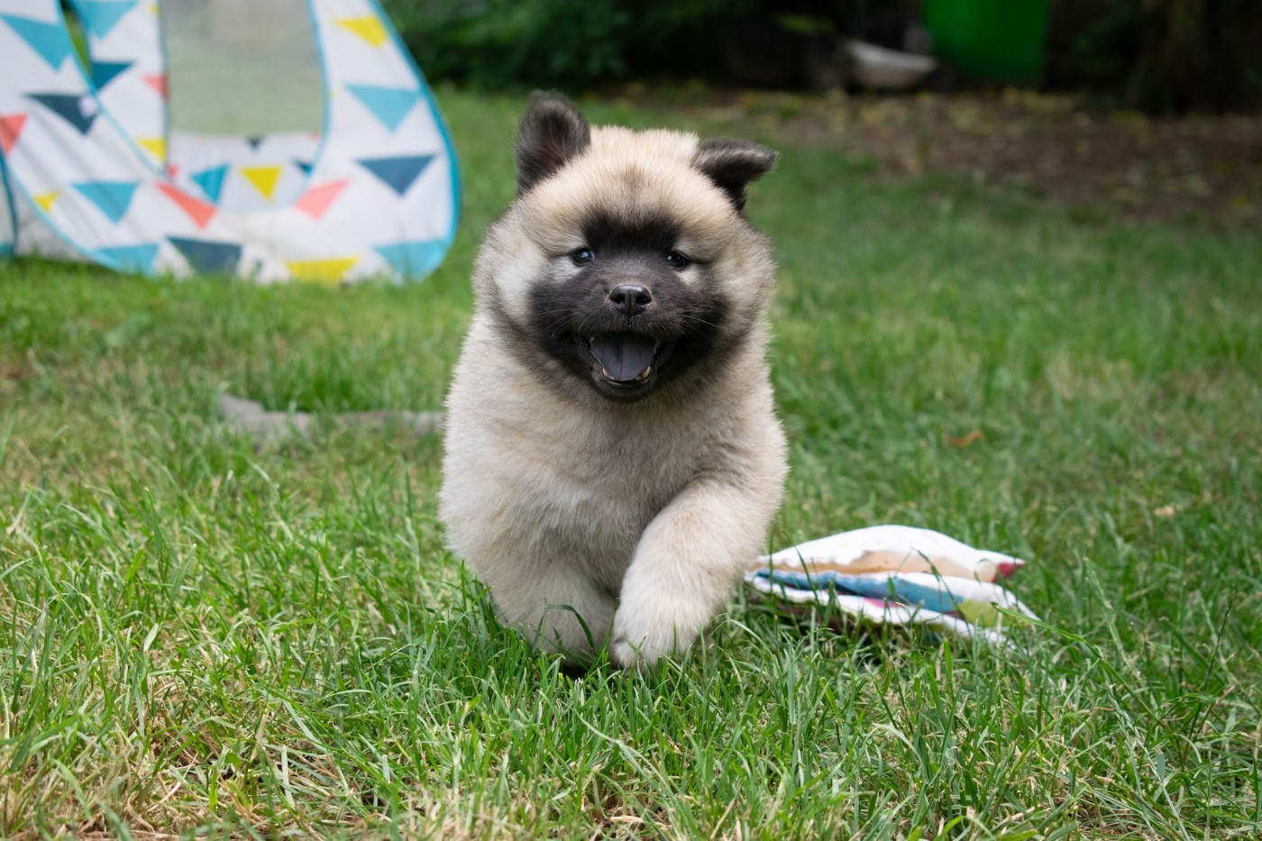 De Leyristone - Chiots disponibles - Eurasier
