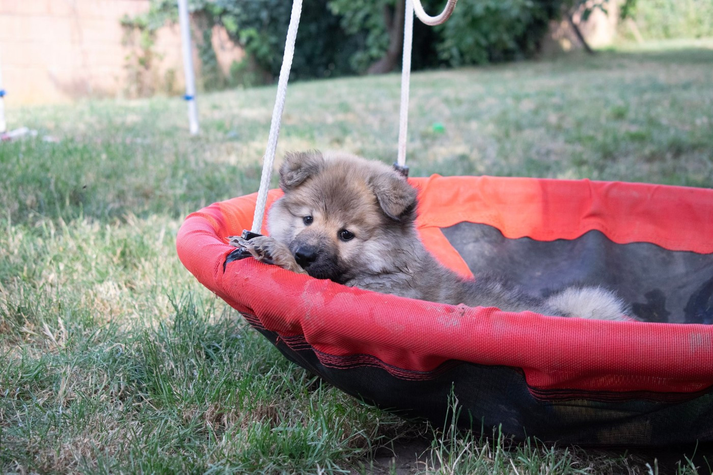 De Leyristone - Chiots disponibles - Eurasier