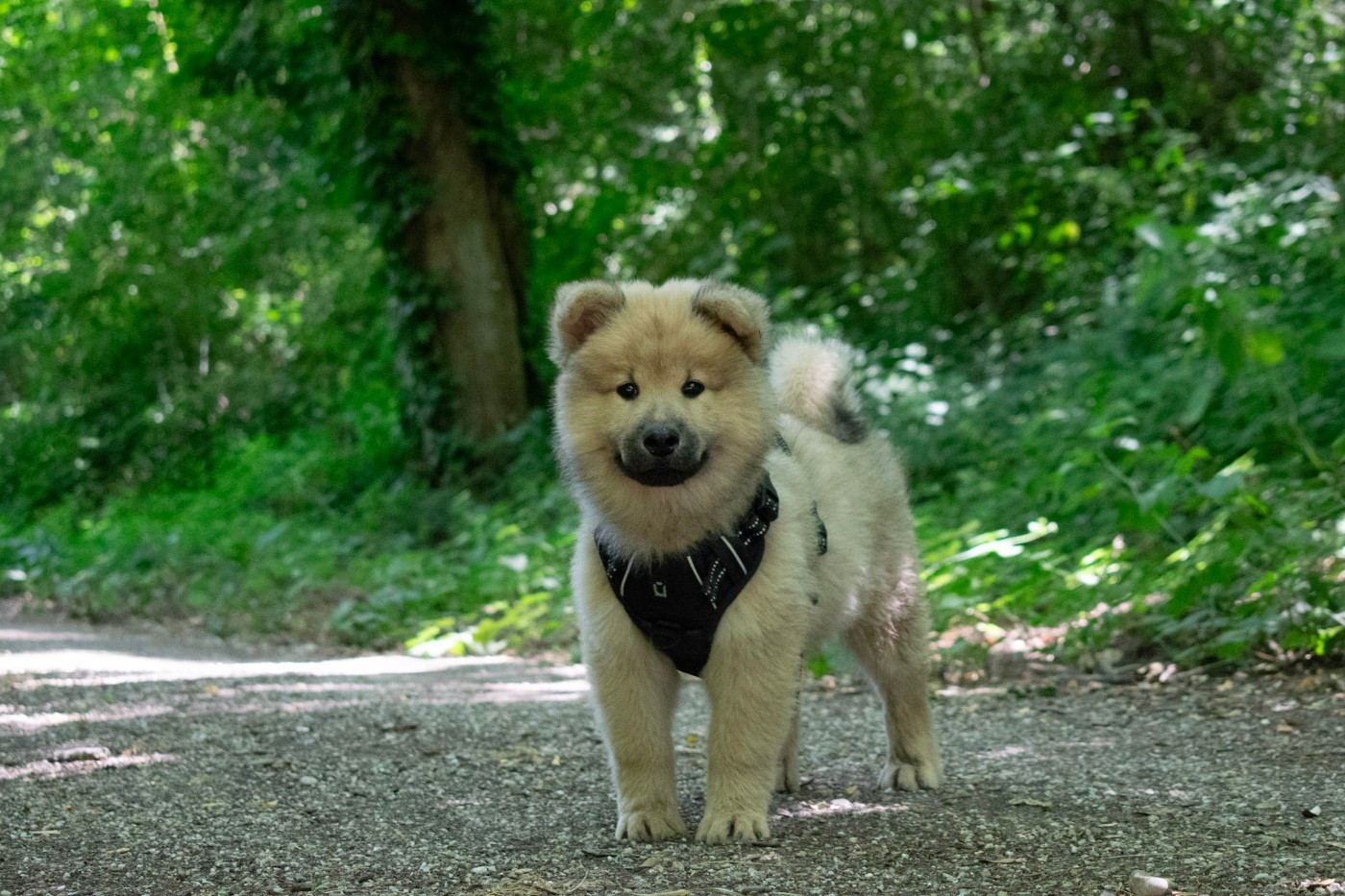 De Leyristone - Chiots disponibles - Eurasier