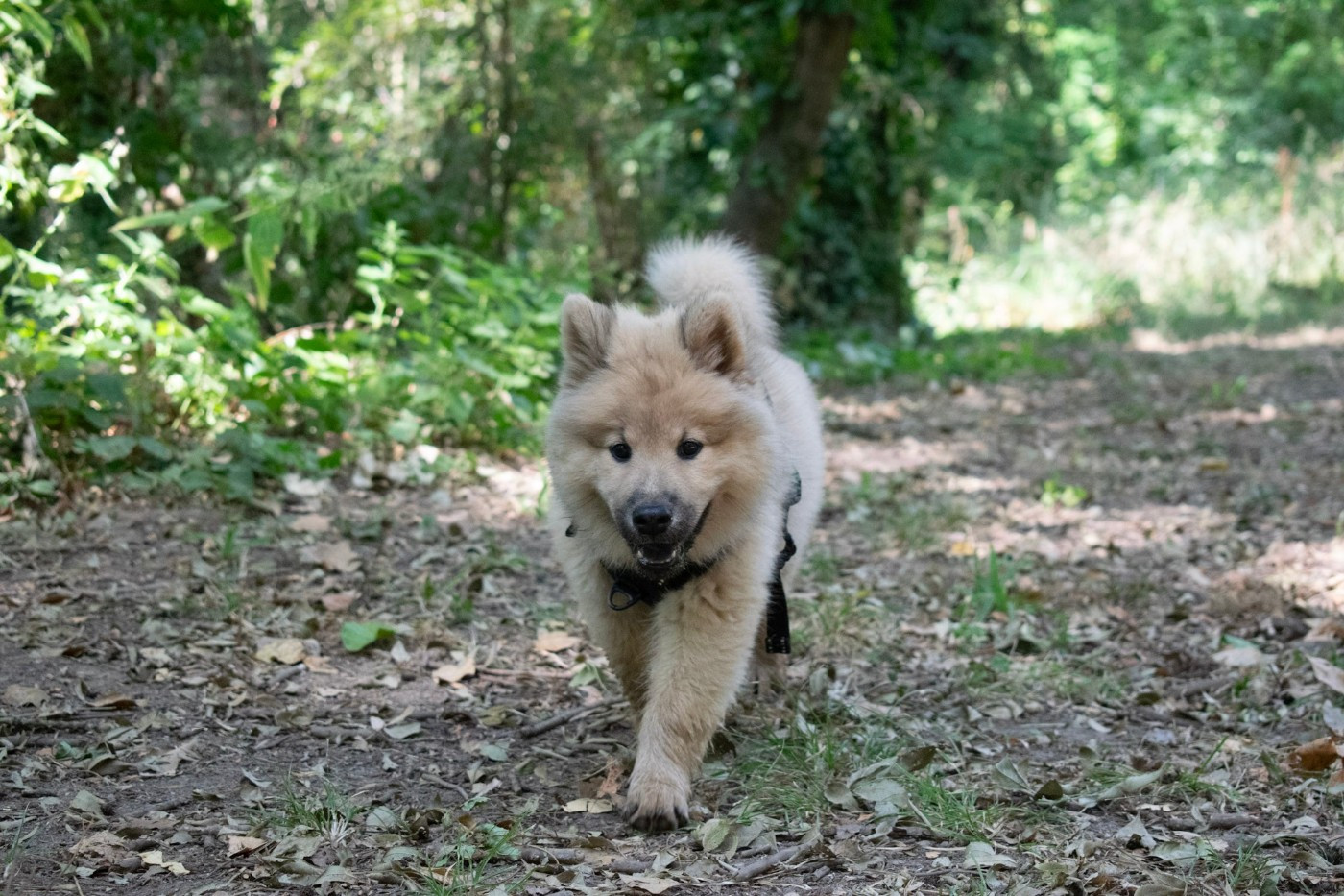 De Leyristone - Chiots disponibles - Eurasier
