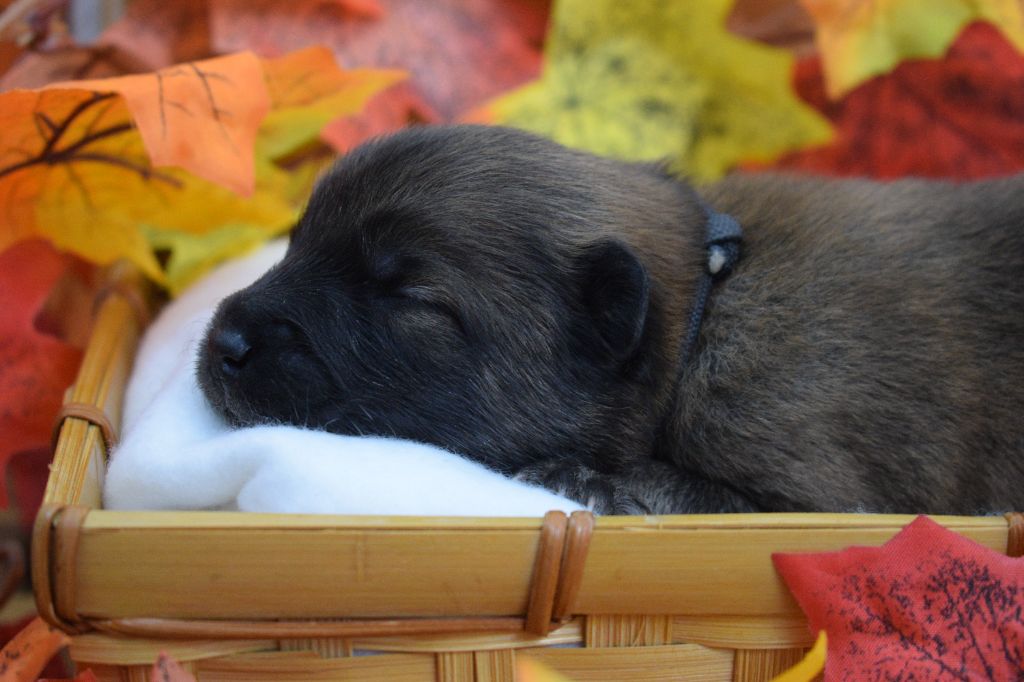 De Leyristone - Chiots disponibles - Eurasier