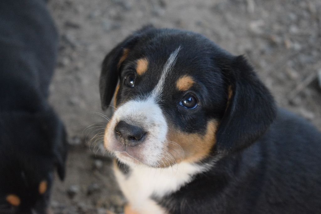 De Leyristone - Chiots disponibles - Bouvier de l'Entlebuch