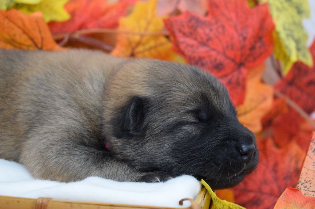 De Leyristone - Chiots disponibles - Eurasier