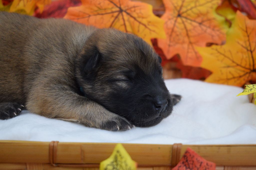 De Leyristone - Chiots disponibles - Eurasier
